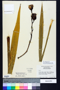 Yucca filamentosa image