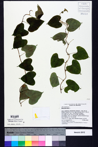 Dioscorea alata image