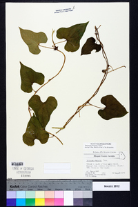 Dioscorea polystachya image