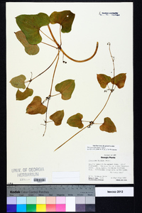 Dioscorea polystachya image