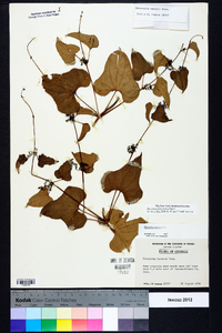 Dioscorea polystachya image