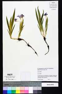 Iris cristata image