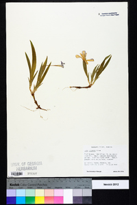 Iris cristata image