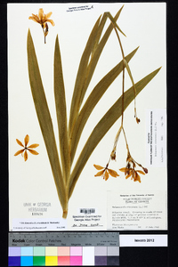 Iris domestica image