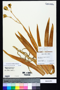 Iris domestica image