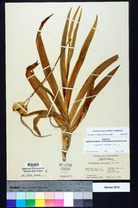 Iris domestica image