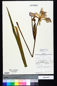 Iris hexagona image