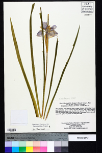 Iris prismatica image