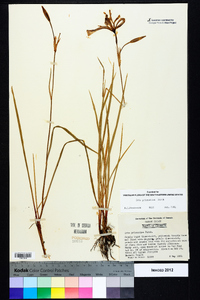 Iris prismatica image