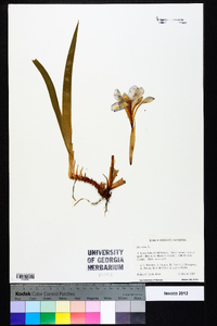 Iris verna image