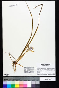 Iris verna image