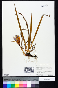 Iris verna image