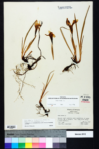 Iris verna image