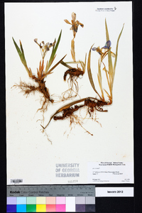 Iris verna image