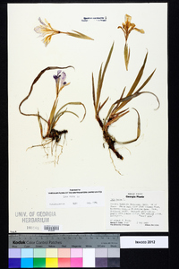 Iris verna image