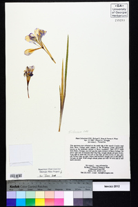 Iris verna image