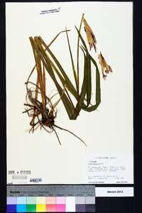 Iris virginica image