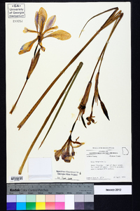 Iris virginica image