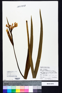 Iris virginica image