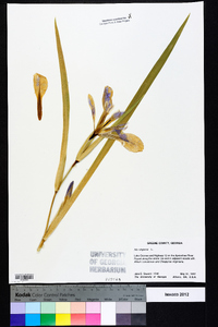 Iris virginica image