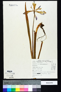 Iris virginica image