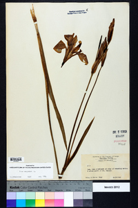 Iris virginica image