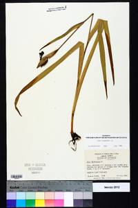 Iris virginica image