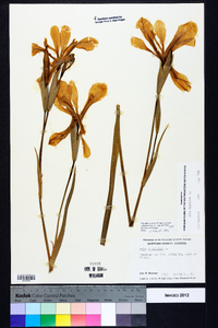 Iris virginica image