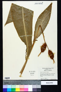 Canna flaccida image