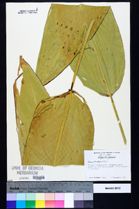 Thalia dealbata image