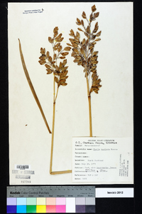 Thalia dealbata image