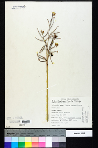 Thalia dealbata image