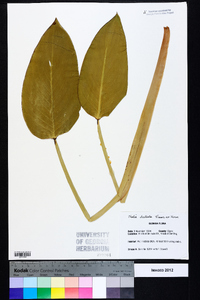 Thalia dealbata image