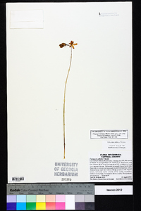 Calopogon barbatus image