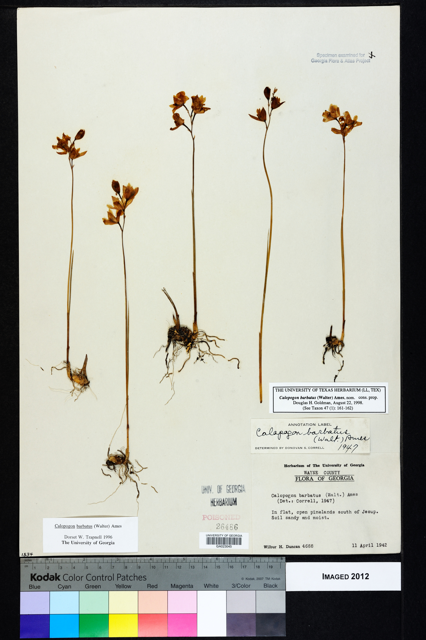 Calopogon barbatus image