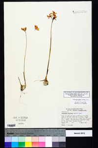 Calopogon barbatus image