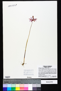 Calopogon barbatus image