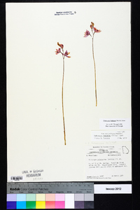 Calopogon barbatus image