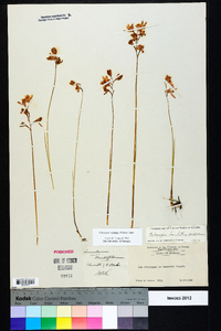 Calopogon barbatus image