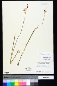 Calopogon pallidus image