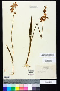 Calopogon tuberosus var. tuberosus image