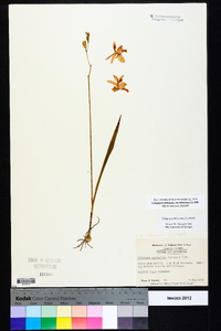 Calopogon tuberosus var. tuberosus image