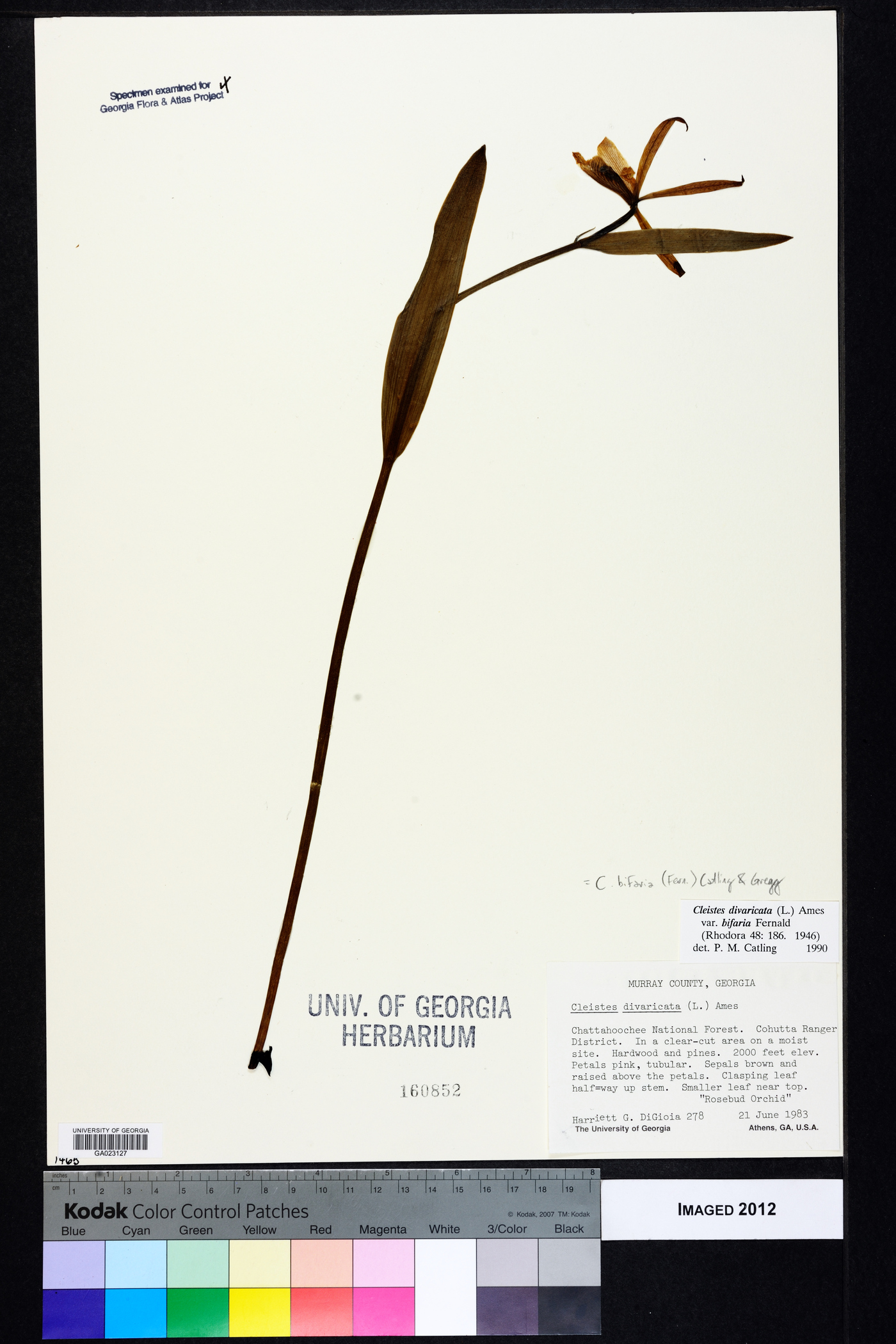 Cleistesiopsis bifaria image