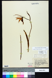 Cleistesiopsis divaricata image