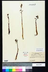 Corallorhiza wisteriana image