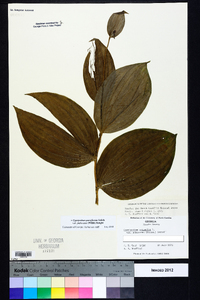 Cypripedium parviflorum var. pubescens image