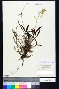 Epidendrum magnoliae image