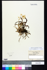 Epidendrum magnoliae image