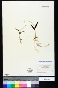 Epidendrum magnoliae image