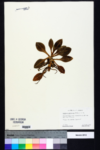 Goodyera pubescens image